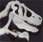 T Rex Skeleton